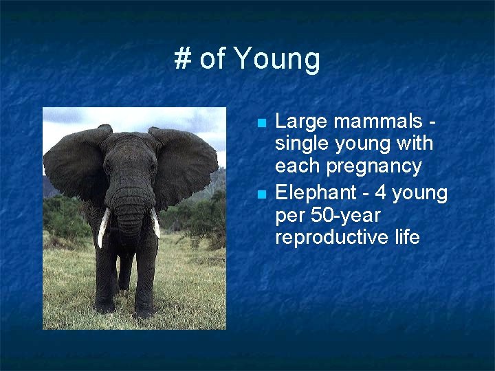 # of Young n n Large mammals single young with each pregnancy Elephant -