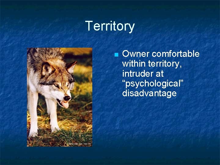 Territory n Owner comfortable within territory, intruder at “psychological” disadvantage 