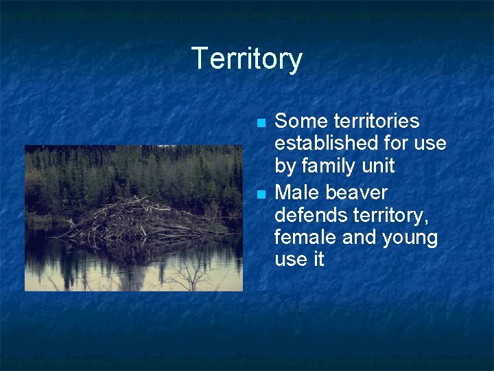 Territory n n Some territories established for use by family unit Male beaver defends