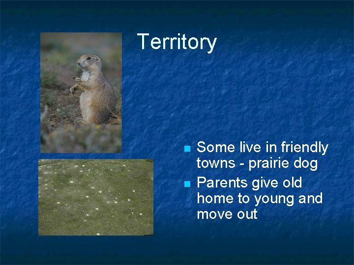 Territory n n Some live in friendly towns - prairie dog Parents give old