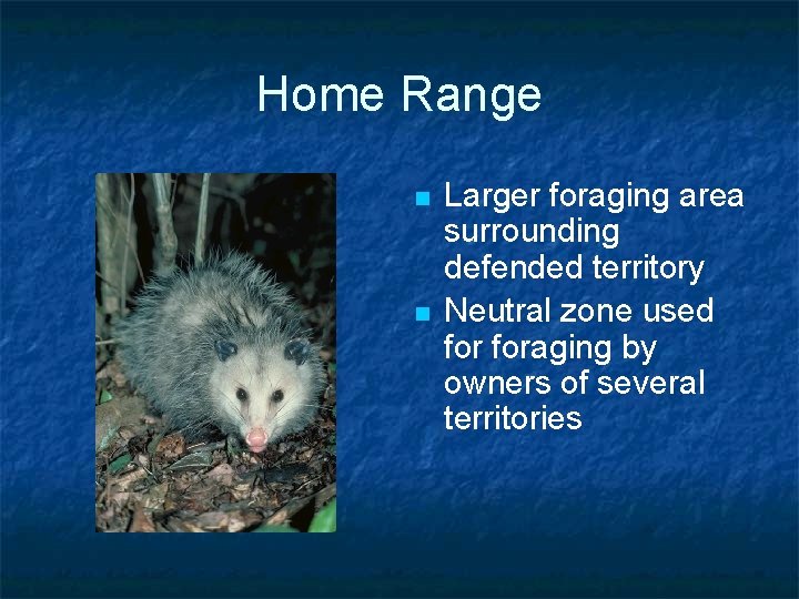 Home Range n n Larger foraging area surrounding defended territory Neutral zone used foraging