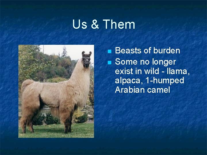 Us & Them n n Beasts of burden Some no longer exist in wild