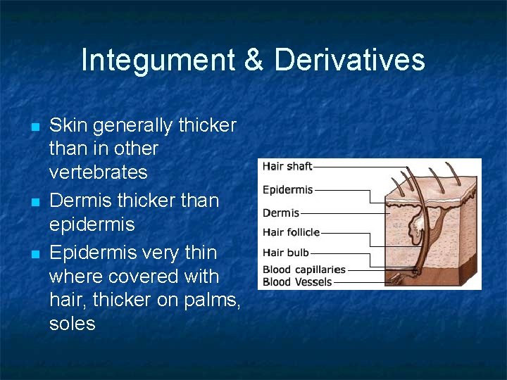 Integument & Derivatives n n n Skin generally thicker than in other vertebrates Dermis