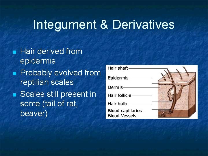 Integument & Derivatives n n n Hair derived from epidermis Probably evolved from reptilian