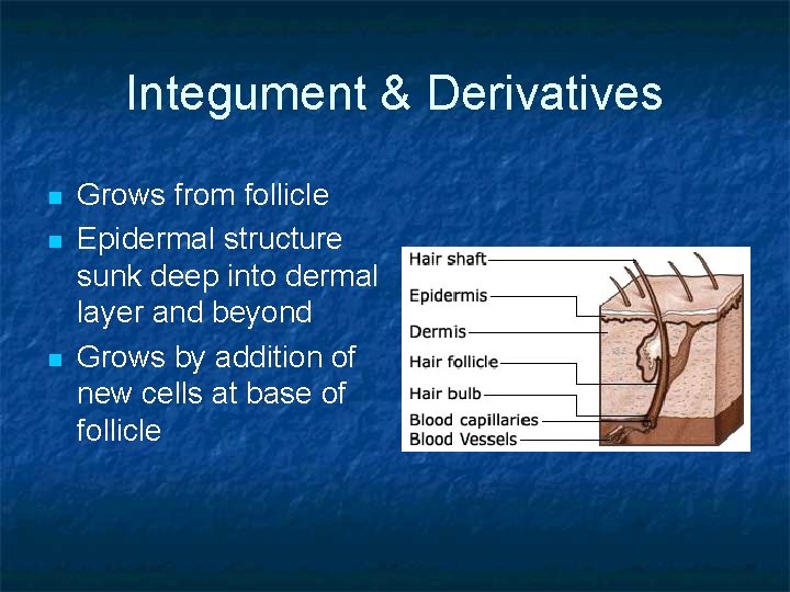 Integument & Derivatives n n n Grows from follicle Epidermal structure sunk deep into