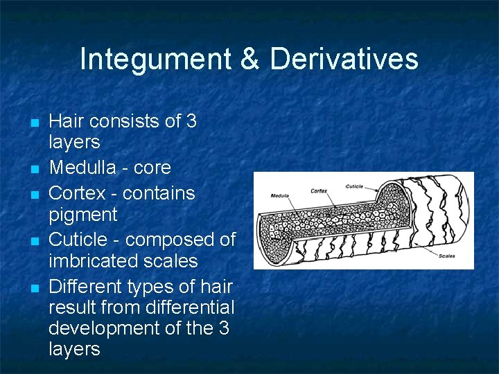 Integument & Derivatives n n n Hair consists of 3 layers Medulla - core