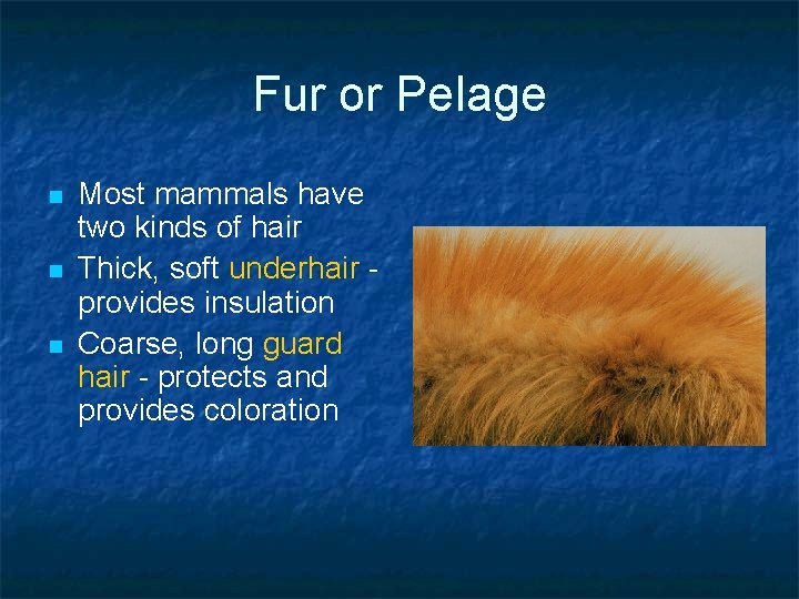 Fur or Pelage n n n Most mammals have two kinds of hair Thick,