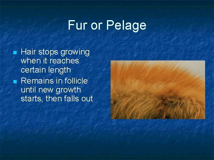 Fur or Pelage n n Hair stops growing when it reaches certain length Remains