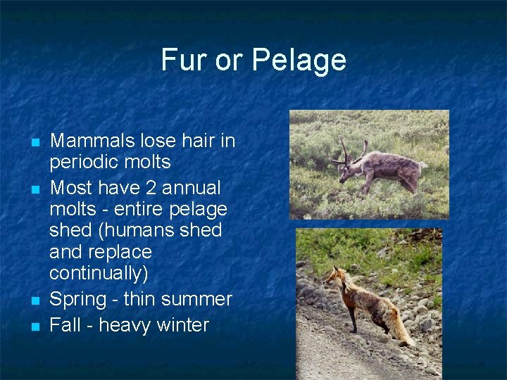 Fur or Pelage n n Mammals lose hair in periodic molts Most have 2