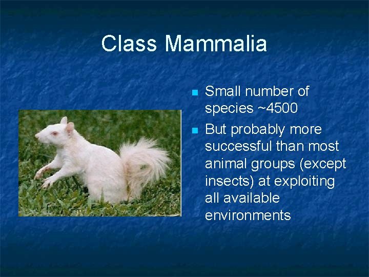 Class Mammalia n n Small number of species ~4500 But probably more successful than