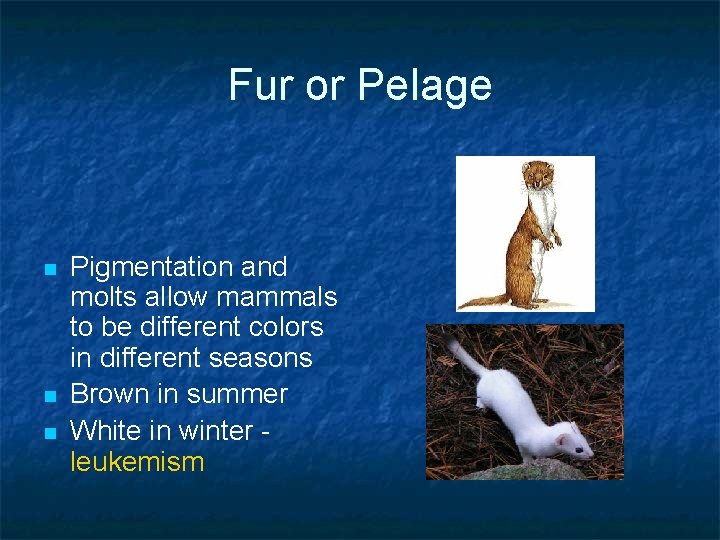 Fur or Pelage n n n Pigmentation and molts allow mammals to be different