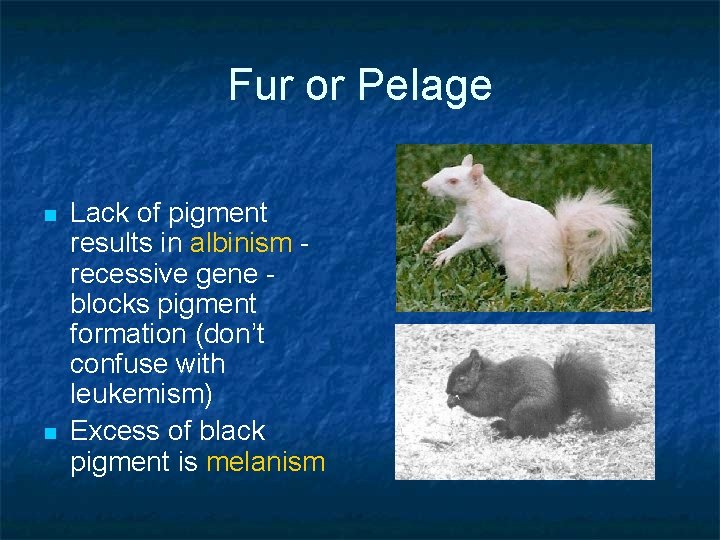 Fur or Pelage n n Lack of pigment results in albinism recessive gene blocks
