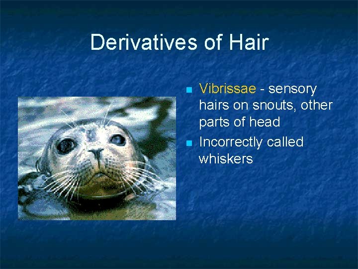 Derivatives of Hair n n Vibrissae - sensory hairs on snouts, other parts of