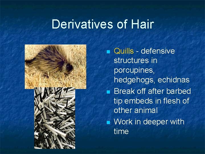 Derivatives of Hair n n n Quills - defensive structures in porcupines, hedgehogs, echidnas