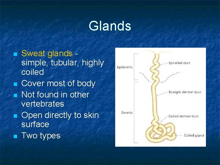 Glands n n n Sweat glands simple, tubular, highly coiled Cover most of body