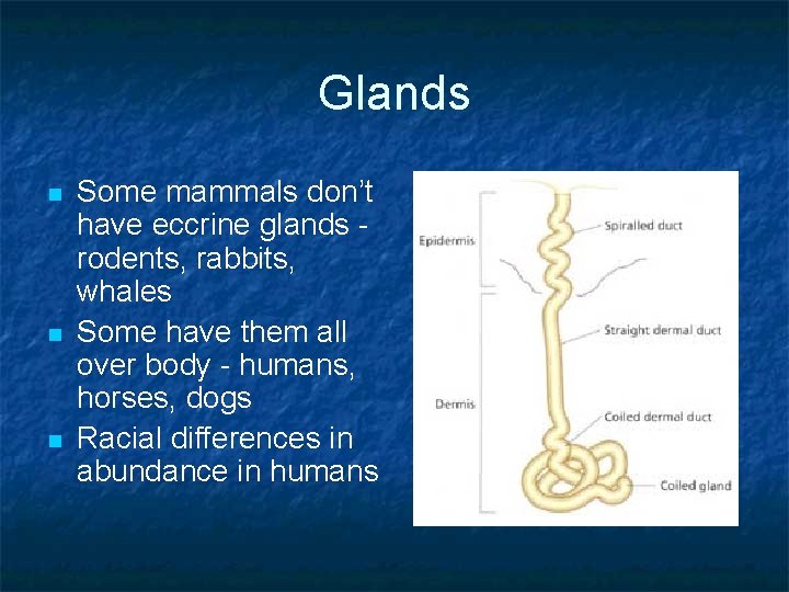 Glands n n n Some mammals don’t have eccrine glands rodents, rabbits, whales Some