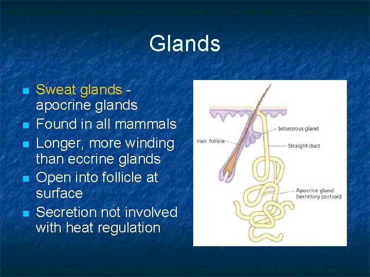 Glands n n n Sweat glands apocrine glands Found in all mammals Longer, more