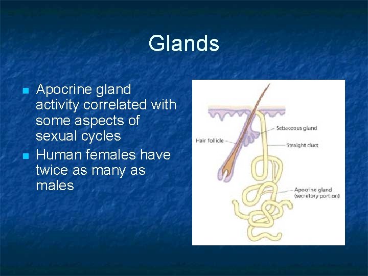 Glands n n Apocrine gland activity correlated with some aspects of sexual cycles Human