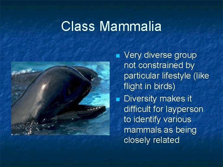 Class Mammalia n n Very diverse group not constrained by particular lifestyle (like flight