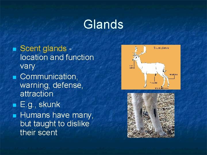 Glands n n Scent glands location and function vary Communication, warning, defense, attraction E.
