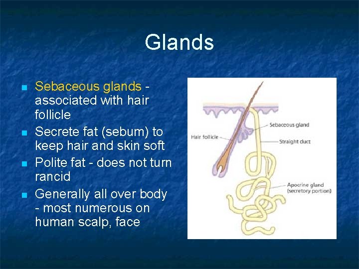Glands n n Sebaceous glands associated with hair follicle Secrete fat (sebum) to keep