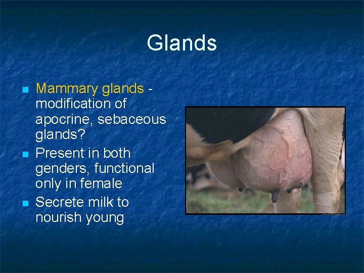 Glands n n n Mammary glands modification of apocrine, sebaceous glands? Present in both