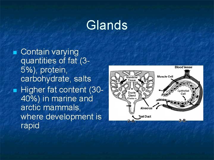Glands n n Contain varying quantities of fat (35%), protein, carbohydrate, salts Higher fat
