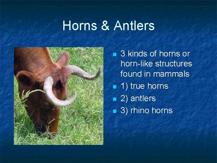 Horns & Antlers n n 3 kinds of horns or horn-like structures found in