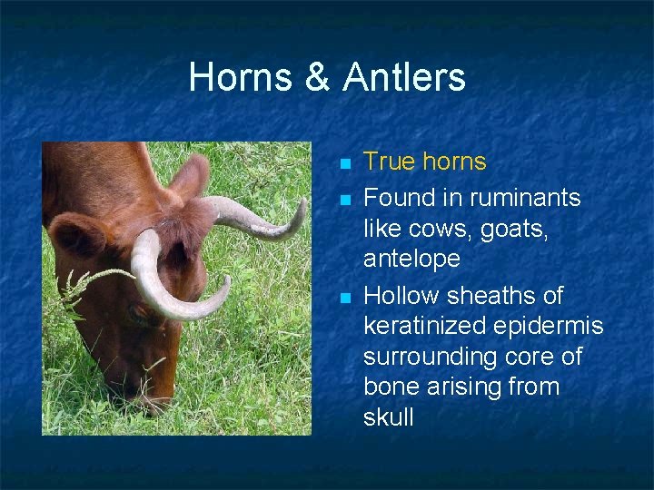 Horns & Antlers n n n True horns Found in ruminants like cows, goats,