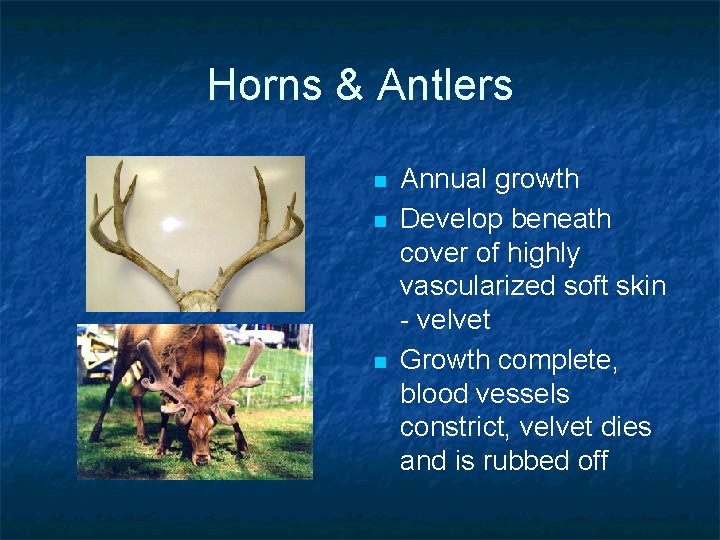 Horns & Antlers n n n Annual growth Develop beneath cover of highly vascularized