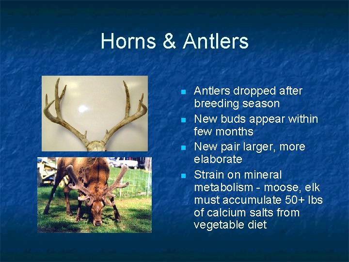 Horns & Antlers n n Antlers dropped after breeding season New buds appear within