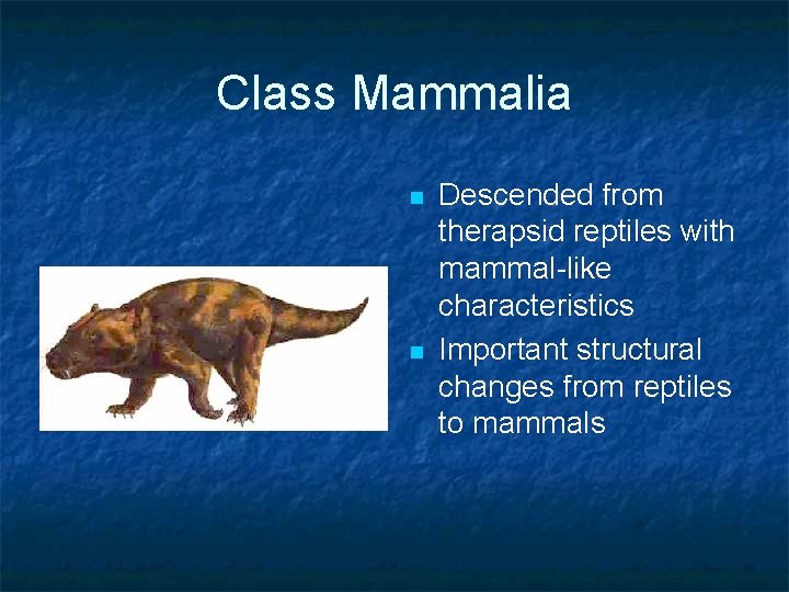 Class Mammalia n n Descended from therapsid reptiles with mammal-like characteristics Important structural changes