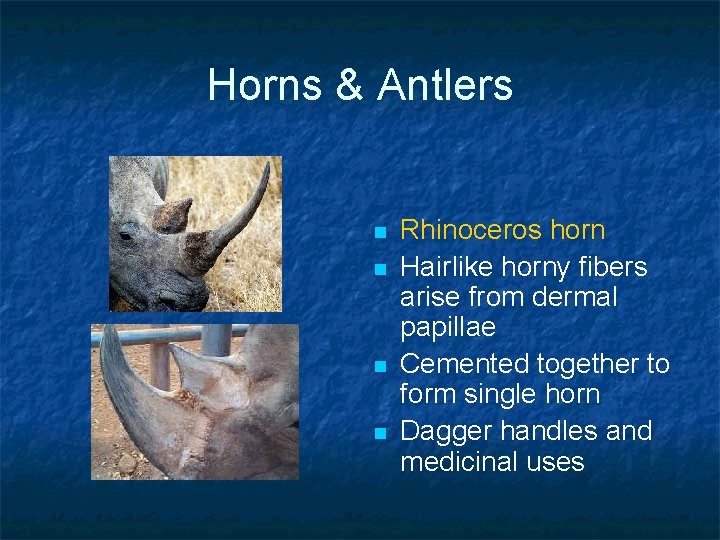 Horns & Antlers n n Rhinoceros horn Hairlike horny fibers arise from dermal papillae