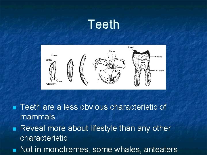 Teeth n n n Teeth are a less obvious characteristic of mammals Reveal more