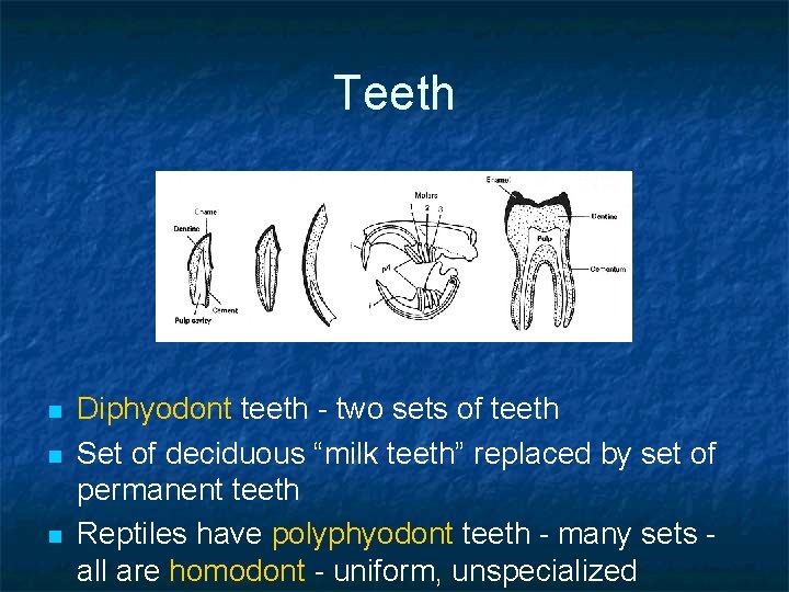 Teeth n n n Diphyodont teeth - two sets of teeth Set of deciduous