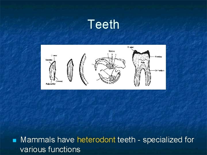 Teeth n Mammals have heterodont teeth - specialized for various functions 