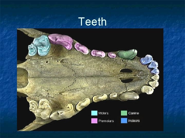 Teeth 