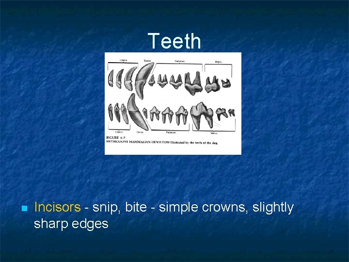 Teeth n Incisors - snip, bite - simple crowns, slightly sharp edges 