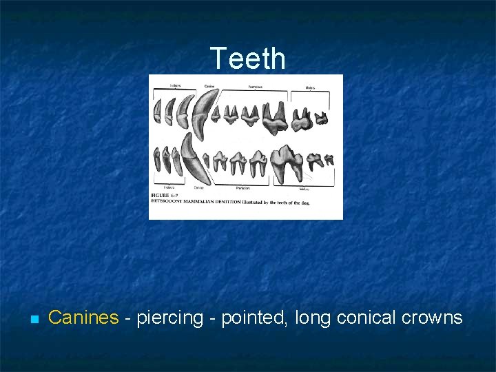 Teeth n Canines - piercing - pointed, long conical crowns 