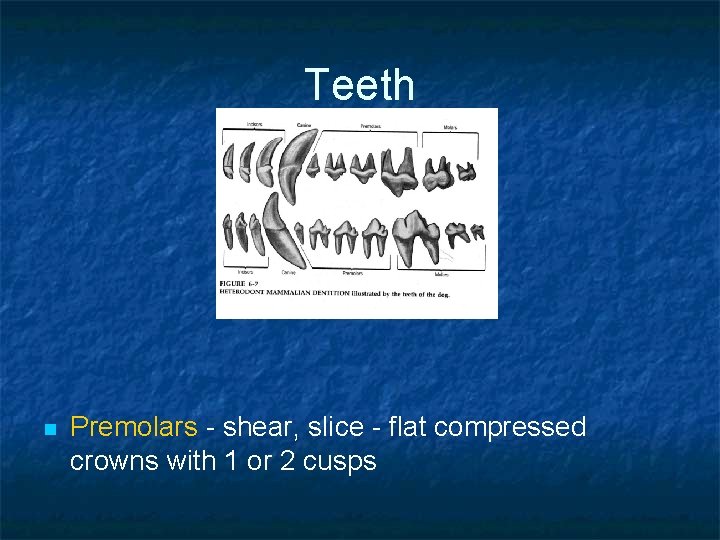 Teeth n Premolars - shear, slice - flat compressed crowns with 1 or 2