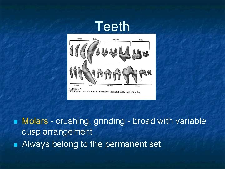 Teeth n n Molars - crushing, grinding - broad with variable cusp arrangement Always