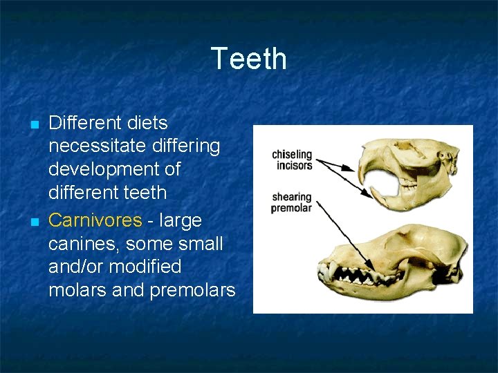 Teeth n n Different diets necessitate differing development of different teeth Carnivores - large