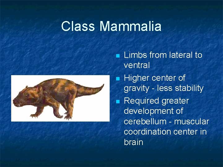 Class Mammalia n n n Limbs from lateral to ventral Higher center of gravity