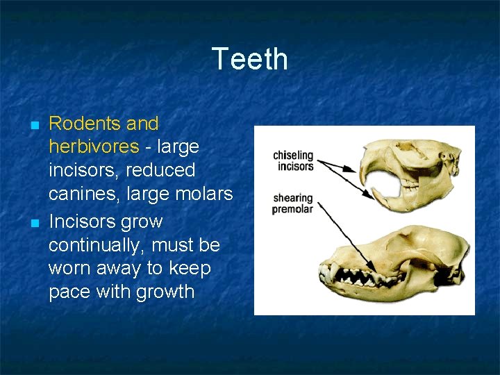 Teeth n n Rodents and herbivores - large incisors, reduced canines, large molars Incisors