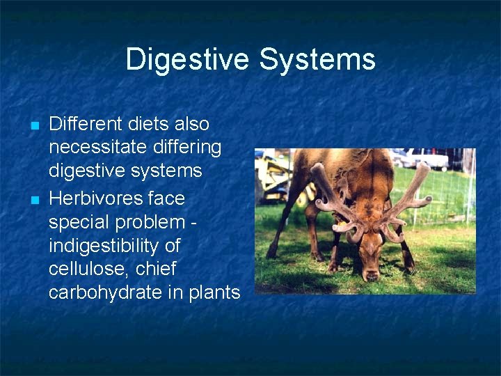 Digestive Systems n n Different diets also necessitate differing digestive systems Herbivores face special