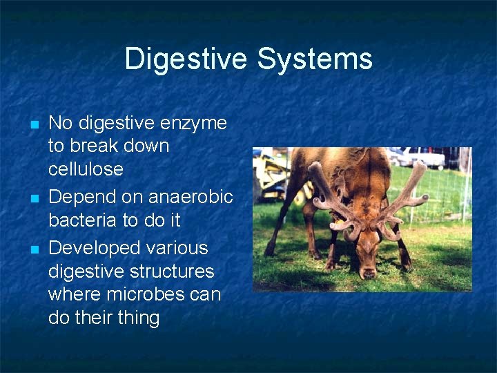 Digestive Systems n n n No digestive enzyme to break down cellulose Depend on