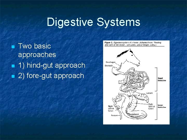 Digestive Systems n n n Two basic approaches 1) hind-gut approach 2) fore-gut approach