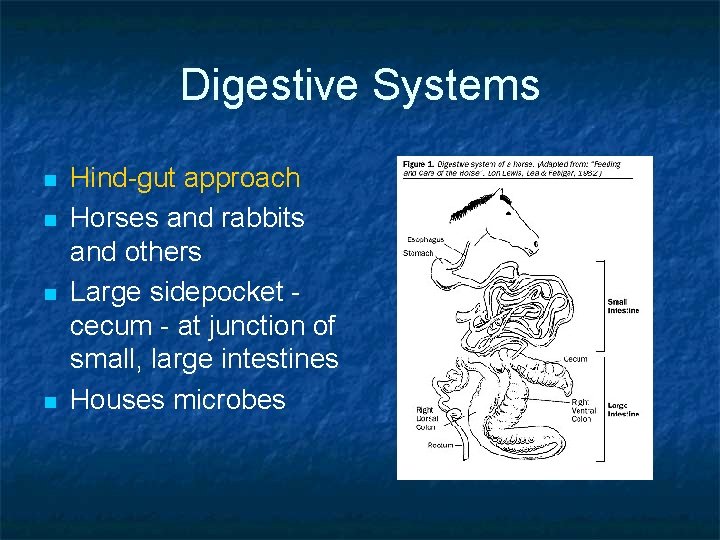 Digestive Systems n n Hind-gut approach Horses and rabbits and others Large sidepocket cecum