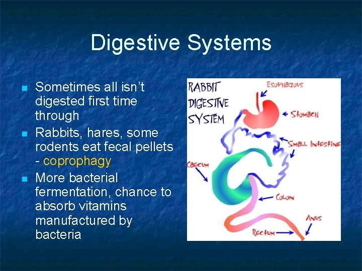 Digestive Systems n n n Sometimes all isn’t digested first time through Rabbits, hares,