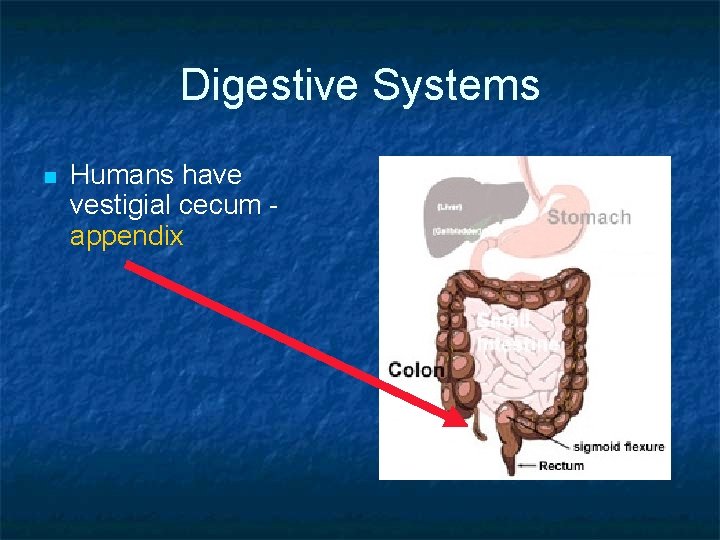 Digestive Systems n Humans have vestigial cecum appendix 